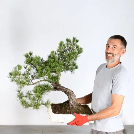 image supplémentaire - BONSAI PINUS MUGO 4-8