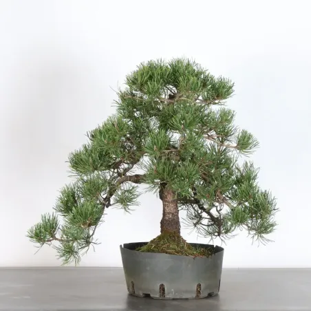 Pin mugo bonsai PM-4-9
