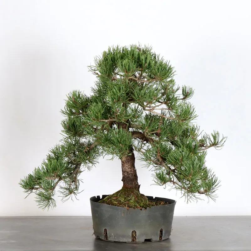 image supplémentaire - BONSAI PIN MUGO 4-9