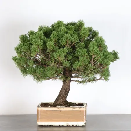 BONSAI PIN MUGO 4-10