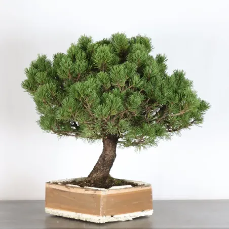image supplémentaire - BONSAI PINUS MUGO 4-10