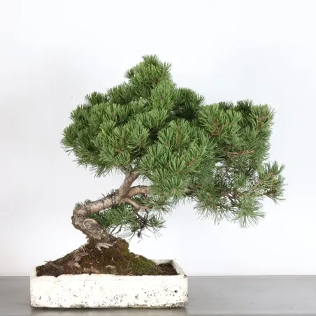 Mugo Bonsai Pine PM-4-11