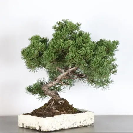 image supplémentaire - BONSAI PIN MUGO 4-11