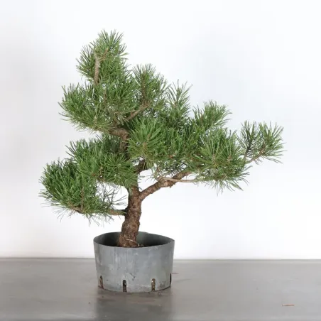 Prebonsai "pinus mugo" n°5