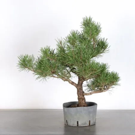 image supplémentaire - Prebonsai "pinus mugo" n°5