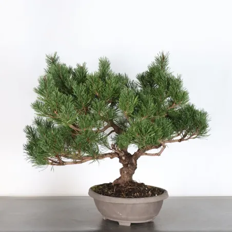 image supplémentaire - Prebonsai "pinus mugo" n°6