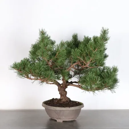 Prebonsai "pinus mugo" n°6