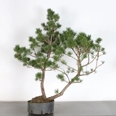 PREBONSAI "PINUS UNCINATA" n°7