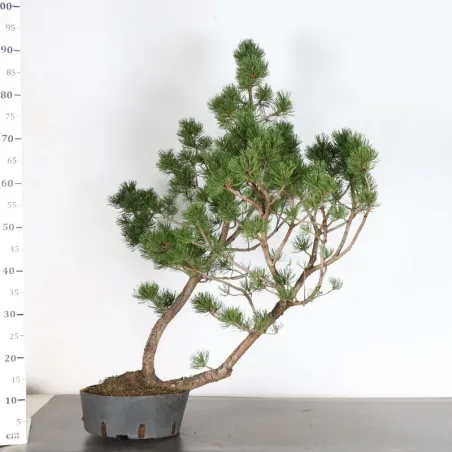 image supplémentaire - PREBONSAI "PINUS UNCINATA" n°7