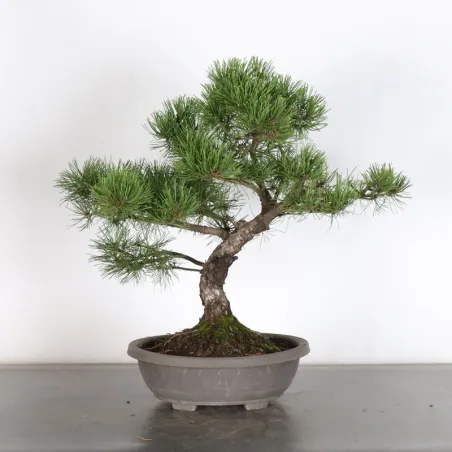 Prebonsai "pinus mugo" n°8