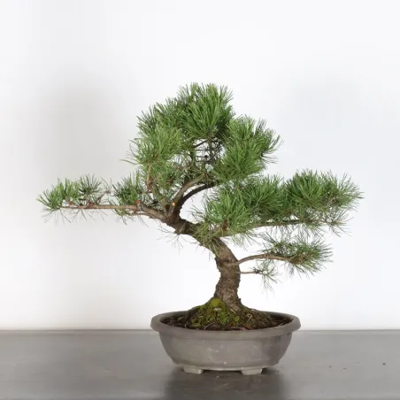 image supplémentaire - Prebonsai pin mugo n°8