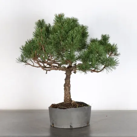 image supplémentaire - Prebonsai "pinus mugo" n°9