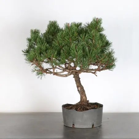Prebonsai "pinus mugo" n°9