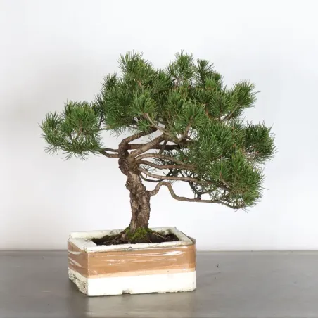 Prebonsai "pinus mugo" n°10