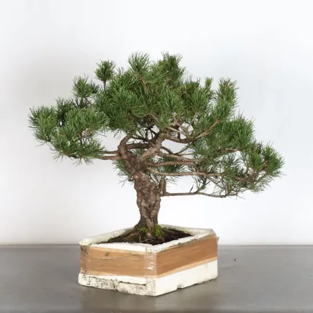 image supplémentaire - Prebonsai "pinus mugo" n°10