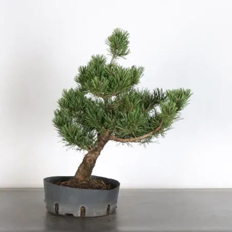 PREBONSAI "PINUS MUGO"  n°11