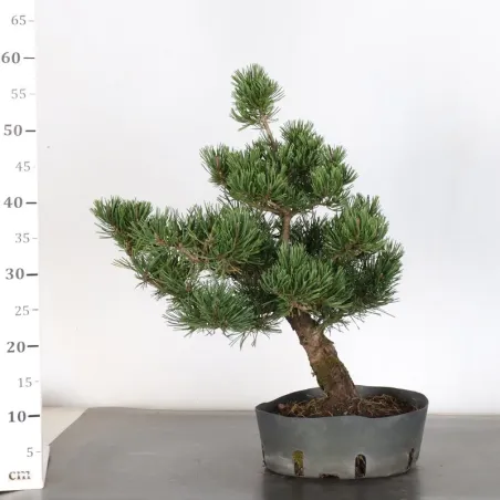 image supplémentaire - PREBONSAI "PINUS MUGO"  n°11