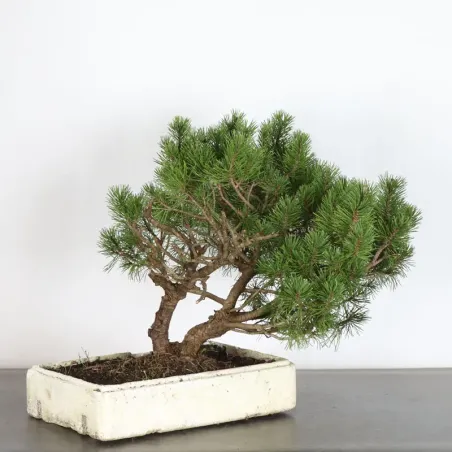 image supplémentaire - PREBONSAI PIN MUGO n°12