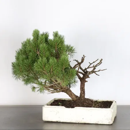 PREBONSAI "PINUS MUGO" n°12