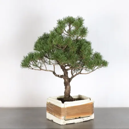 PREBONSAI "PINUS MUGO" n°13