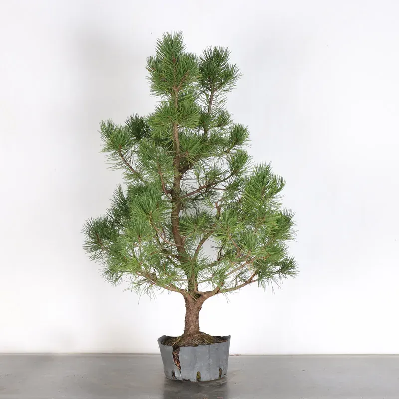image supplémentaire - PREBONSAI "PINUS MUGO" n°14