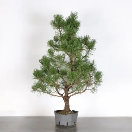 PREBONSAI "PINUS MUGO" n°14