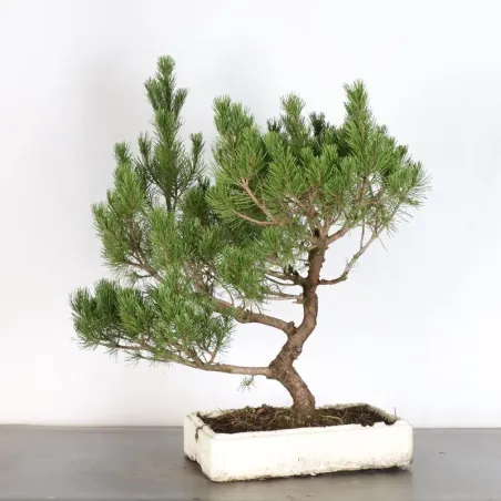 Prebonsai pin mugo n°16