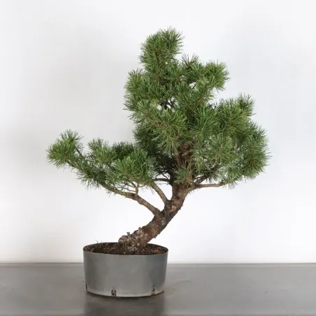 PREBONSAI "PINUS MUGO" n°17