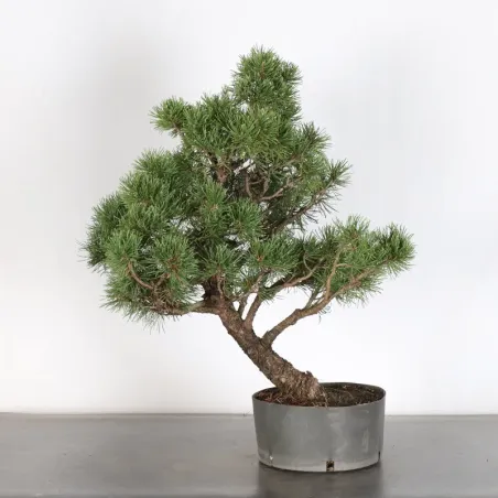 image supplémentaire - PREBONSAI "PINUS MUGO" n°17