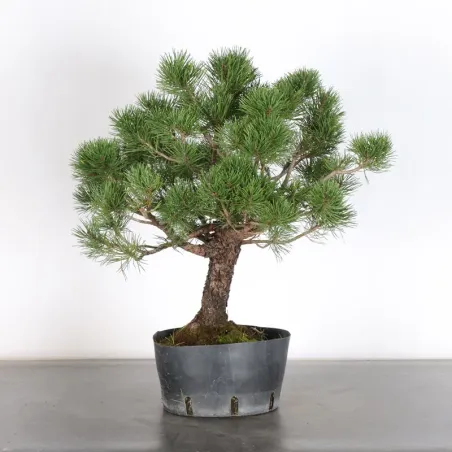 image supplémentaire - Prebonsai "pinus mugo" n°18