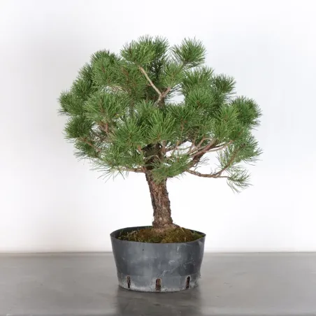 Prebonsai "pinus mugo" n°18