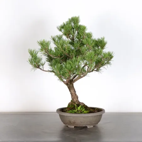 Prebonsai "pinus mugo" n°19