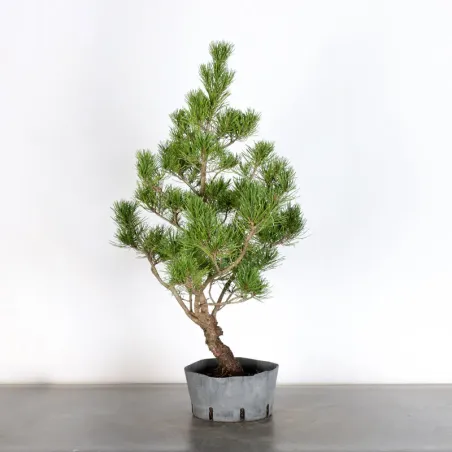 image supplémentaire - Prebonsai "pinus mugo" n°22