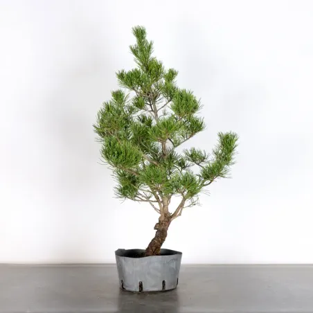 Prebonsai "pinus mugo" n°22