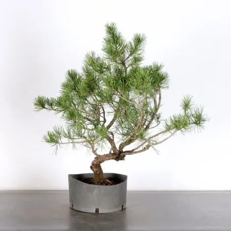 image supplémentaire - Prebonsai pin mugo n°23