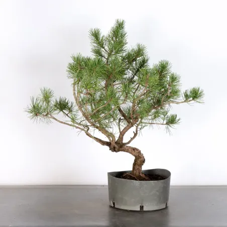 PREBONSAI "PINUS MUGO" n°23