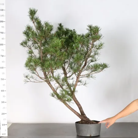 image supplémentaire - PREBONSAI "PINUS UNCINATA"...