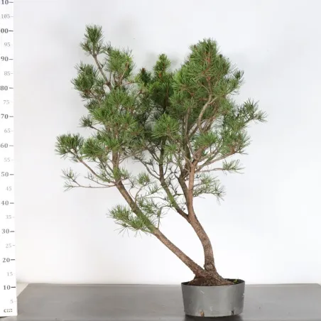 PREBONSAI PIN À CROCHETS "PINUS UNCINATA" n°24
