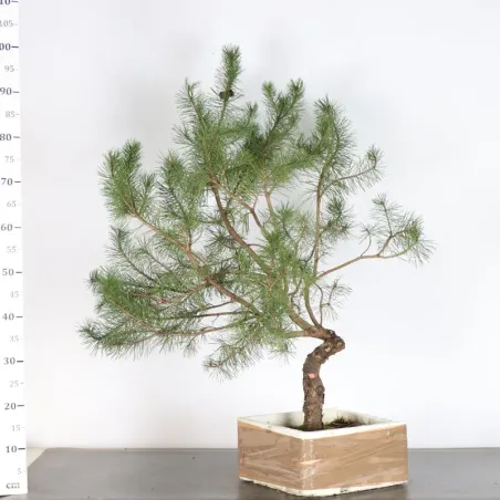 PREBONSAI "PINUS SYLVESTRIS" n°25