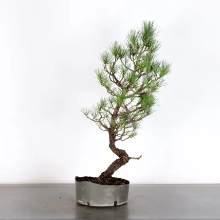 BONSAI "PINUS CEMBRA" 1-3