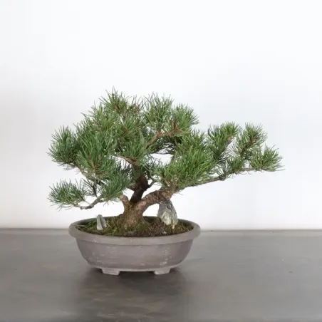 Mugo Bonsai Pine PM-1-1