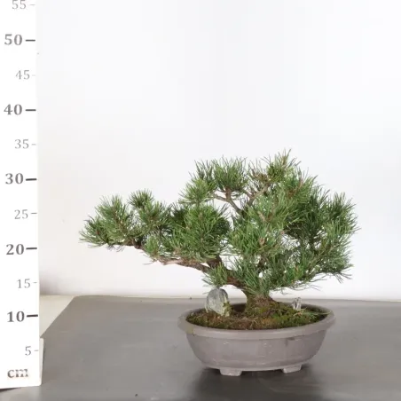 image supplémentaire - BONSAI PIN MUGO 1-1
