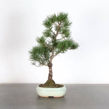 Pin mugo bonsai PM-1-2