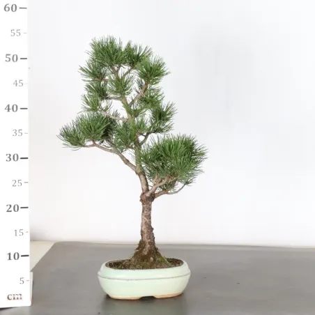 image supplémentaire - BONSAI PIN MUGO 1-2