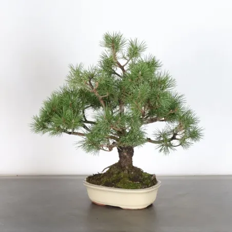 image supplémentaire - BONSAI PINUS MUGO 1-3