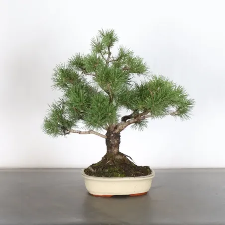 Mugo Bonsai Pine PM-1-3