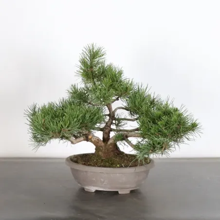 Pin mugo bonsai PM-1-4