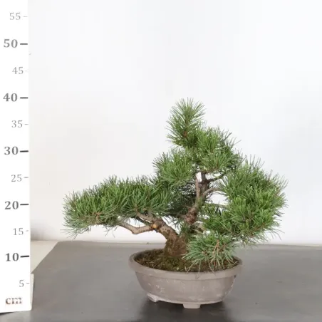 image supplémentaire - BONSAI PINUS MUGO 1-4