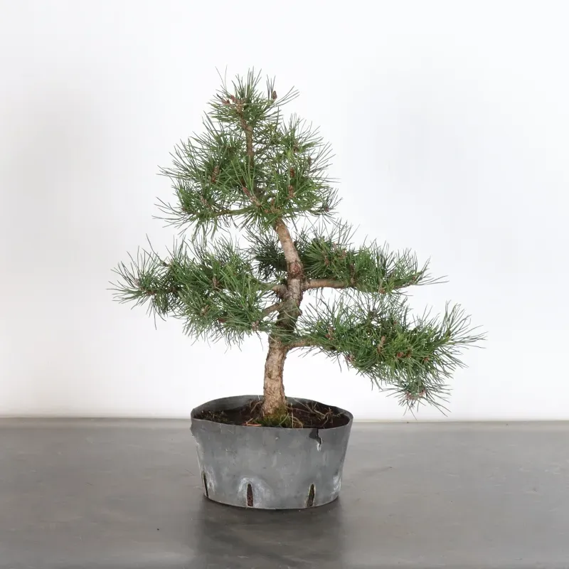 Mugo Bonsai Pine PM-1-5