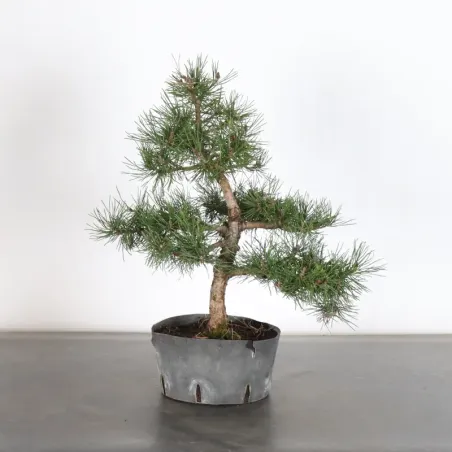 Pin mugo bonsai PM-1-5